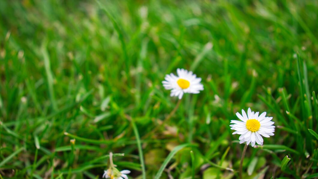 madeliefjes in een groen veld