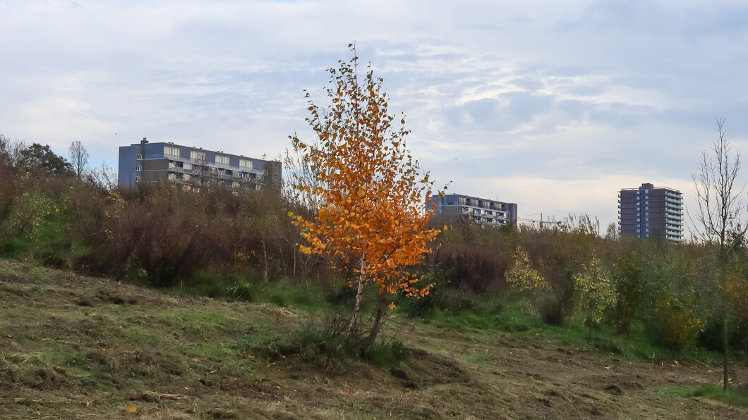 Herfstige bomen en struiken op het tunneldak van de A4 (Amaliapark)