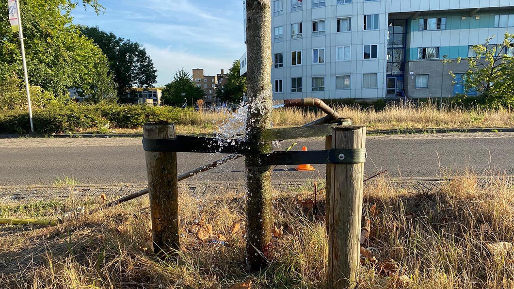 "Dan doen we het zelf wel" zeiden de bomenridders toen ze probeerden de bomen op de Horvathweg te redden